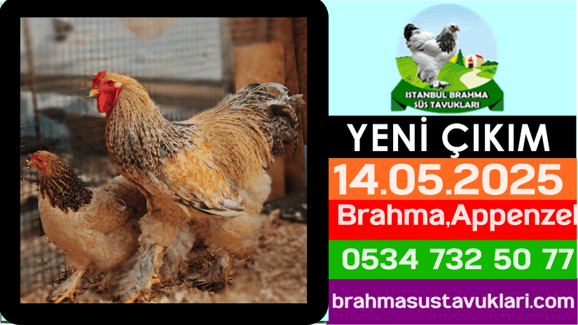 Yeni Çıkım 14.05.2025 - Brahma,Appenzel