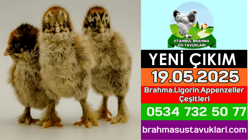 Yeni Çıkım 19.05.2025 - Brahma,Ligorin,Appenzeller Çeşitleri