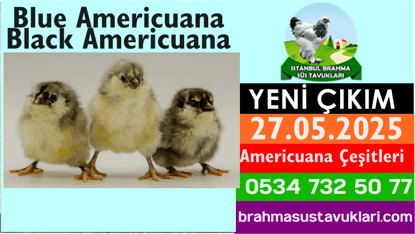Yeni Çıkım 27.05.2025 - Americuana Çeşitleri