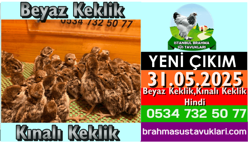 Yeni Çıkım 31.05.2025 - Beyaz Keklik,Kınalı Keklik,Hindi