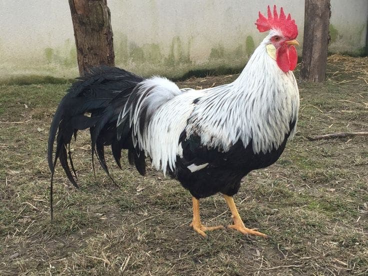 Silver Ligorin Tavuk Özellikleri