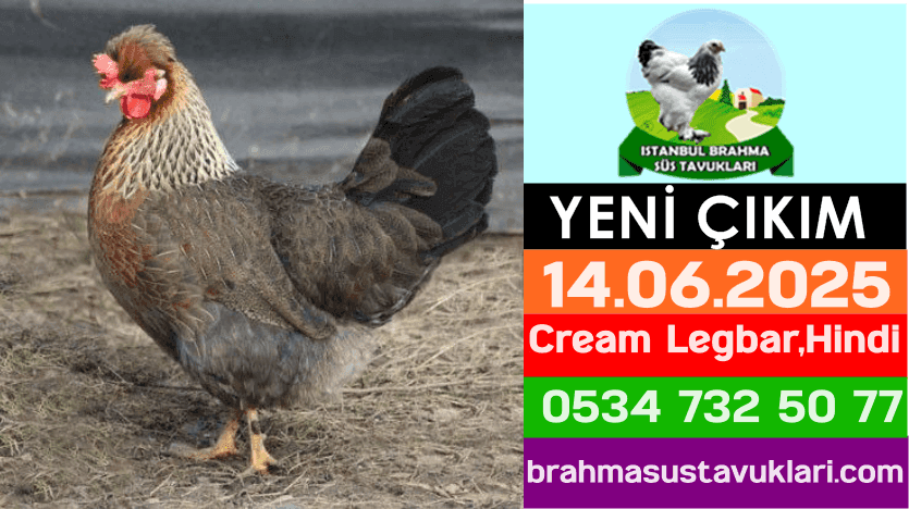 Yeni Çıkım 14.06.2025 - Cream Legbar,Hindi
