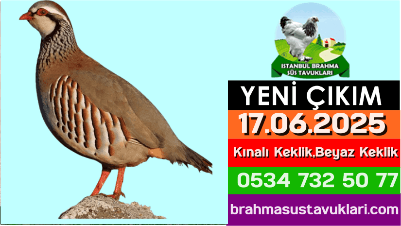 Yeni Çıkım 17.06.2025 - Kınalı Keklik,Beyaz Keklik