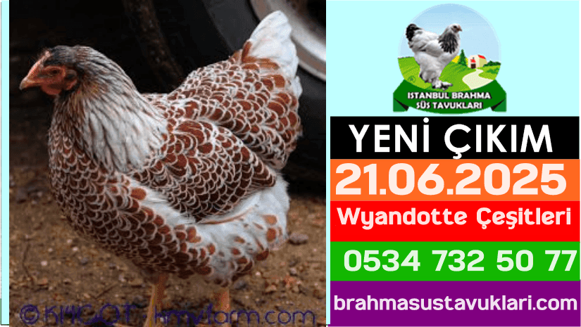 Yeni Çıkım 21.06.2025 - Wyandotte Çeşitleri