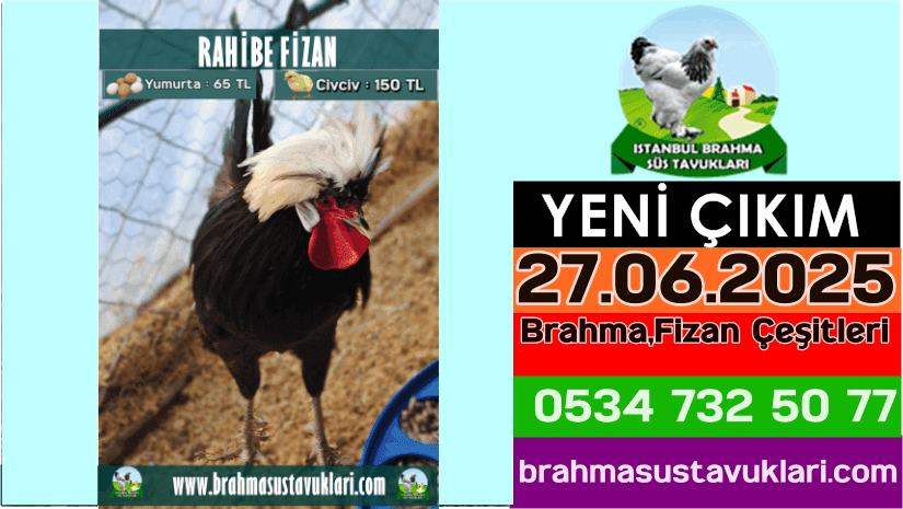 Yeni Çıkım 27.06.2025 - Brahma,Fizan Çeşitleri