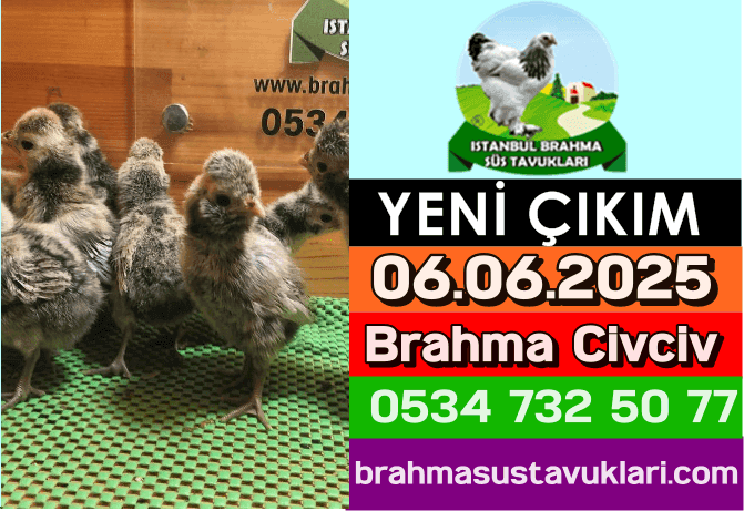 Yeni Çıkım 06.06.2025 - Brahma Civcivleri
