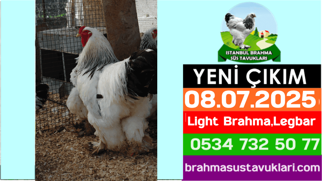 Yeni Çıkım 08.07.2025 - Light Brahma, Cream Legbar