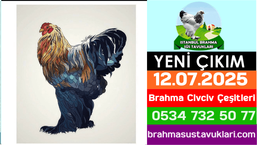 Yeni Çıkım 12.07.2025 - Brahma Civciv Çeşitleri