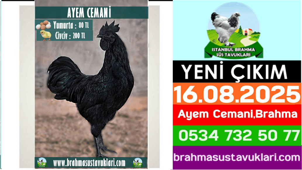 Yeni Çıkım 16.08.2025 - Ayem Cemani,Brahma