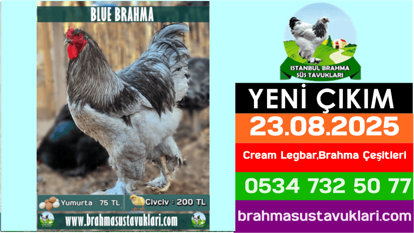 Yeni Çıkım 23.08.2025 - Cream LEGBAR,Brahma Çeşitleri