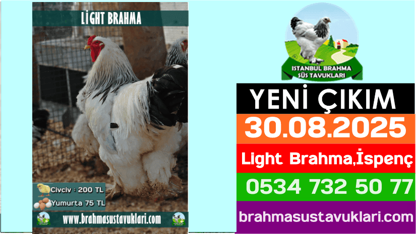 Yeni Çıkım 30.08.2025 - Light Brahma,İspenç