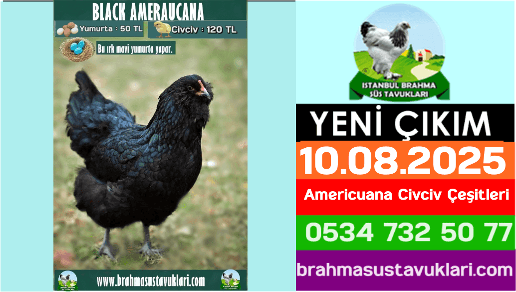 Yeni Çıkım 10.08.2025 - Americuana Civciv Çeşitleri