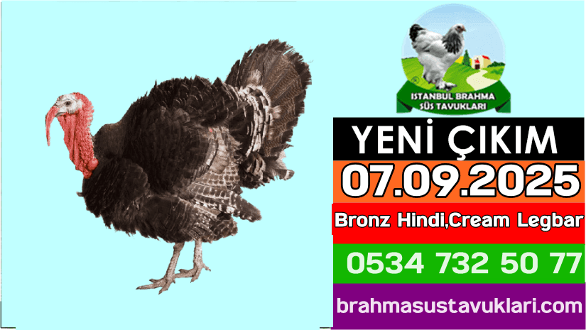 Yeni Çıkım 07.09.2025 - Bronz Hindi,Cream Legbar