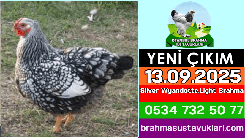 Yeni Çıkım 13.09.2025 - Silver Wyandotte,Light Brahma