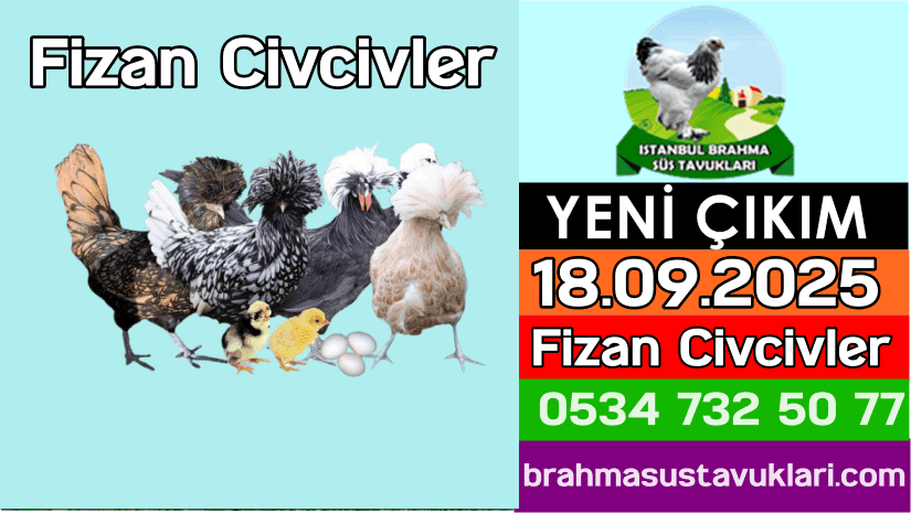 Yeni Çıkım 18.09.2025 - Fizan Civciv Çeşitleri