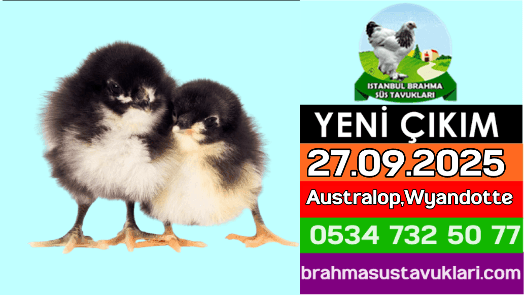 Yeni Çıkım 27.09.2025 - Australop,Wyandotte