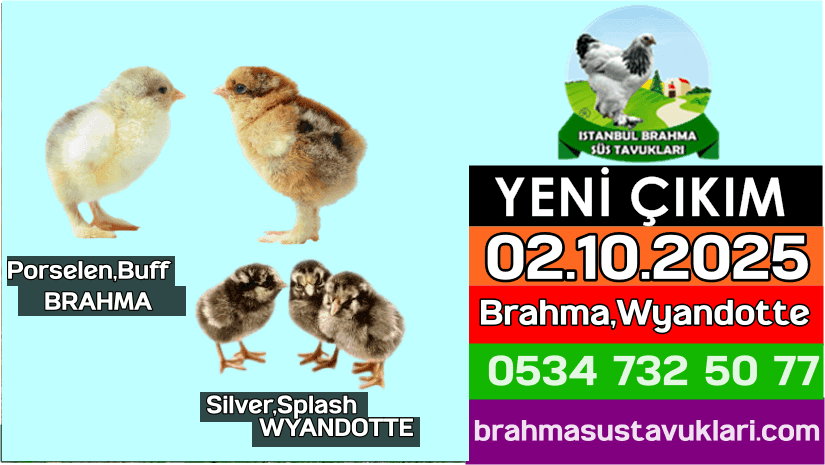 Yeni Çıkım 02.10.2025 - Brahma,Wyandotte