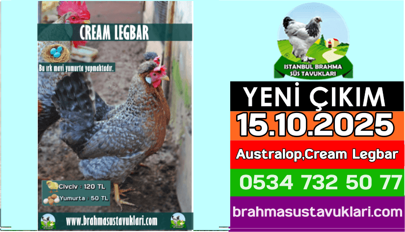 Yeni Çıkım 15.10.2025 - Australop,Cream Legbar