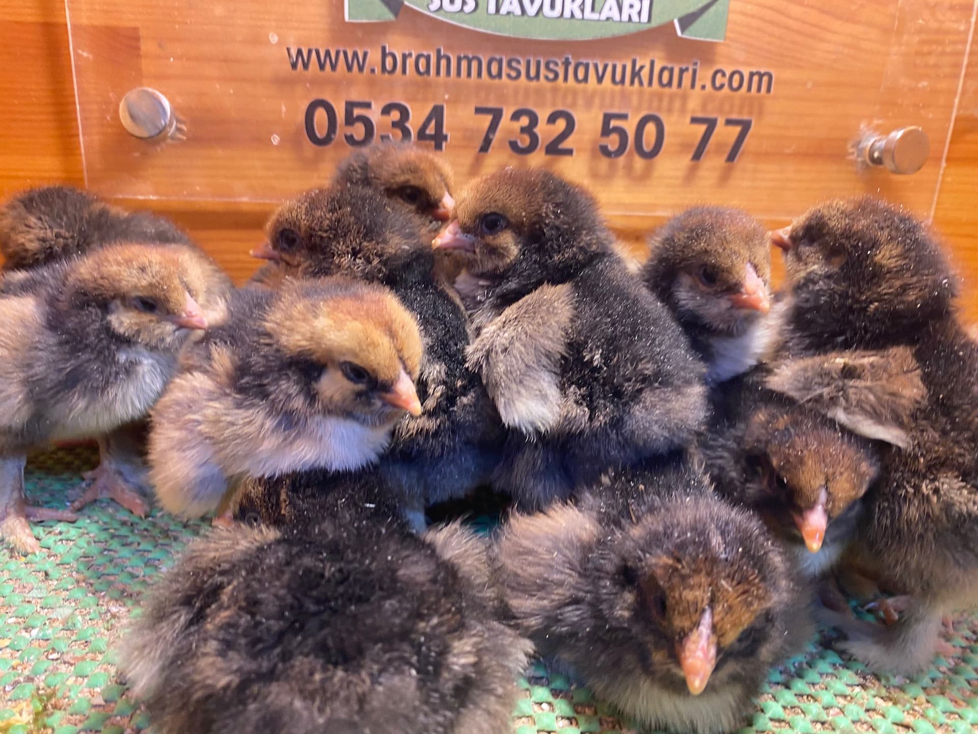 Gold Laced Brahma Civciv 2026
