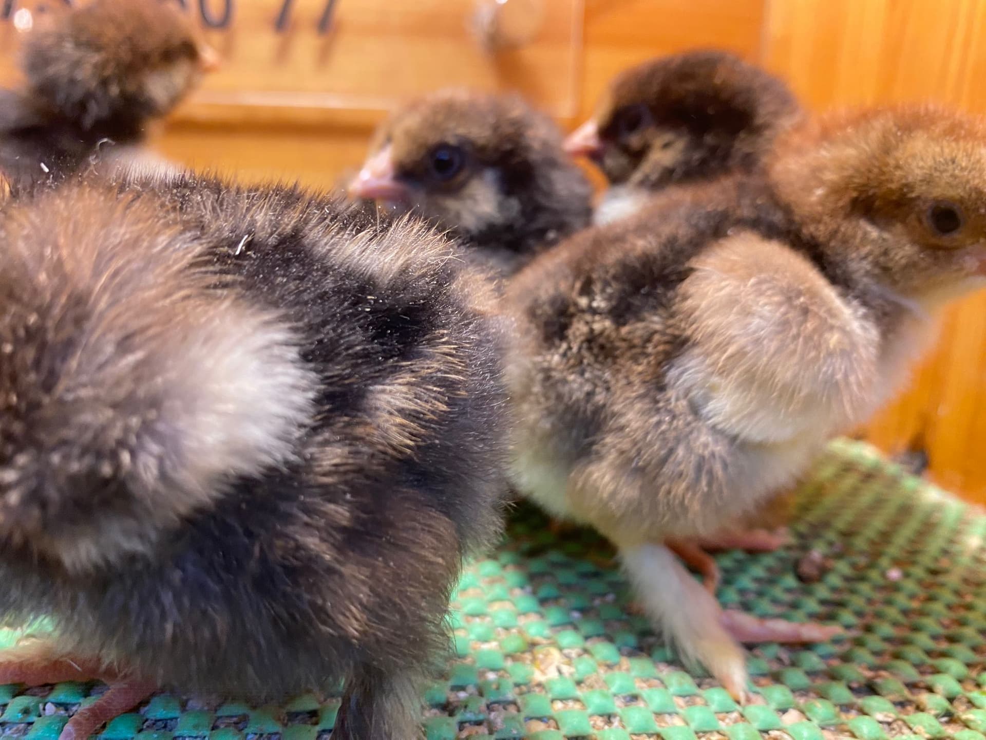 Gold Laced Brahma Civciv 2026
