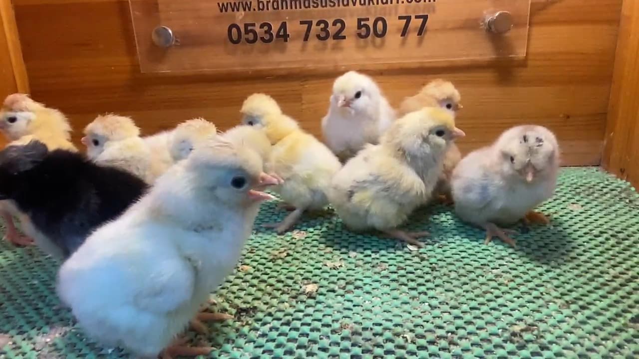 Tavuklar Hakkında Bilgiler: Kuluçka, Irklar ve Sağlıklı Yetiştiricilik