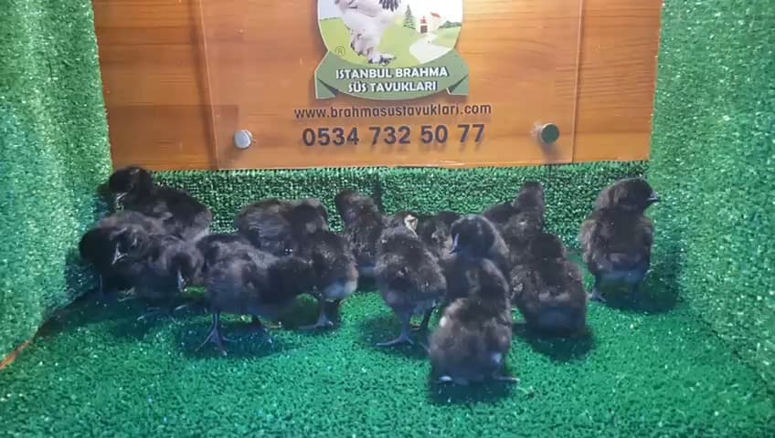 Ayam Cemani Civciv 2026