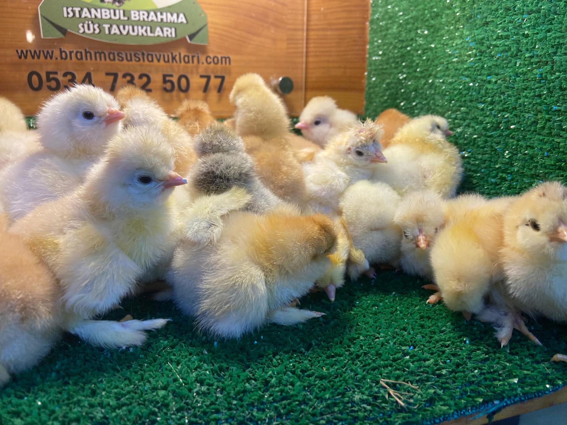 Brahma Tavuk Görünüm Özellikleri