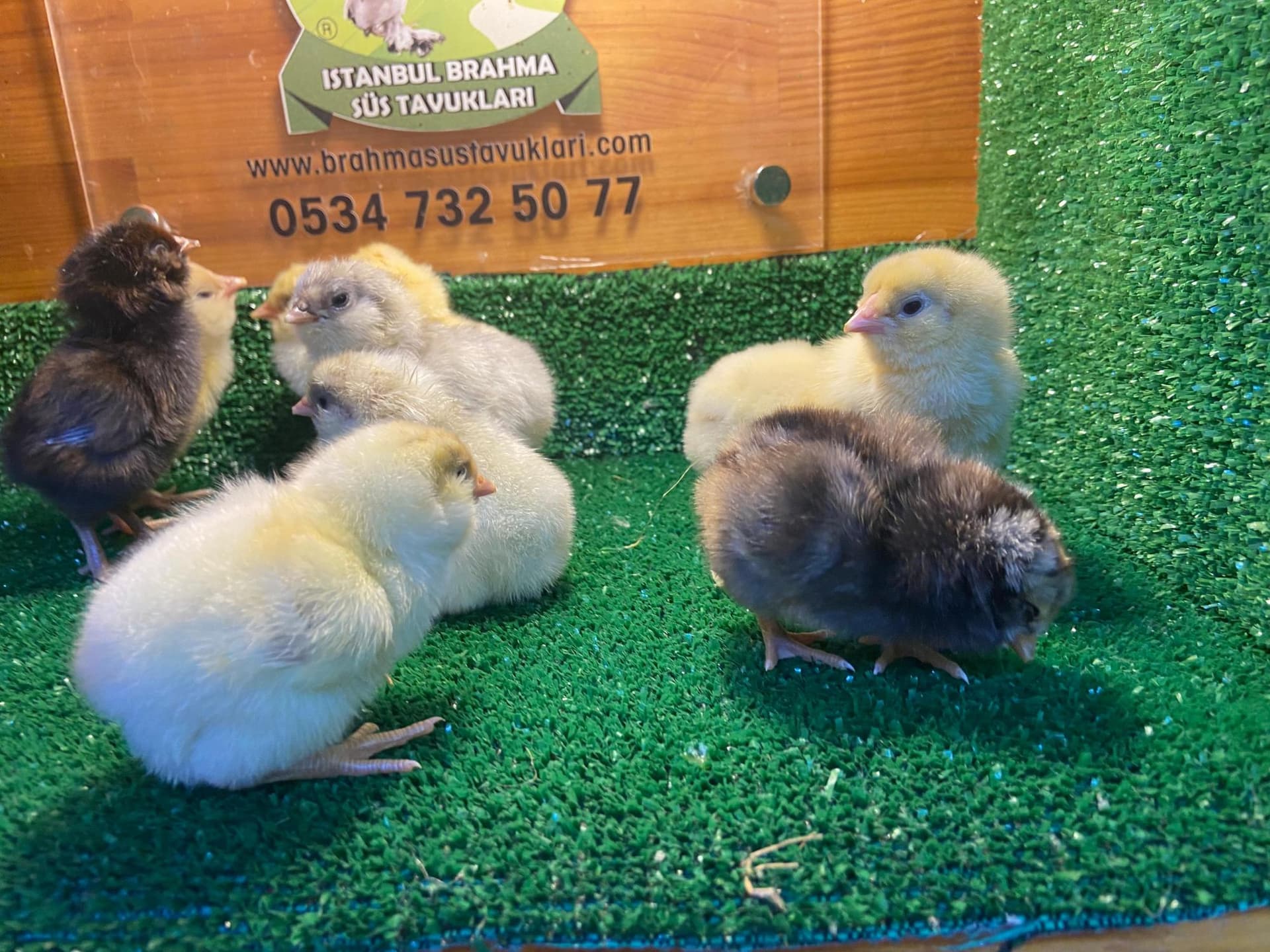 White Ameraucana Tavukları Hakkında Özellikler
