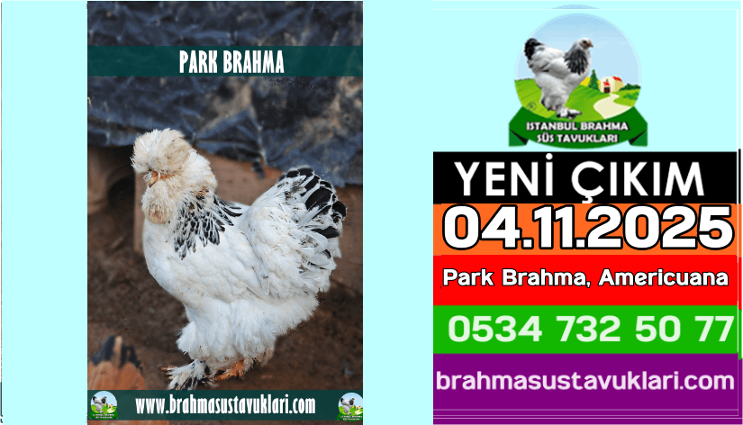 Yeni Çıkım 04.11.2025 - Park Brahma,Americuana