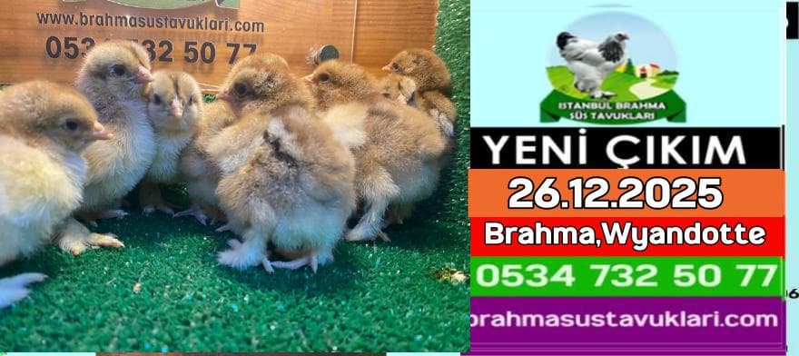 Yeni Çıkım 26.12.2025 - Brahma,Wyandotte Civciv