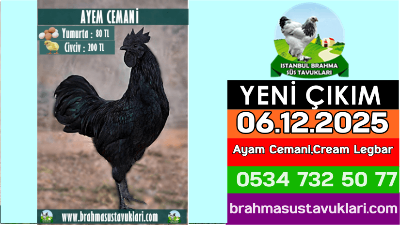 Yeni Çıkım 06.12.2025 - Ayam Cemani,Cream Legbar