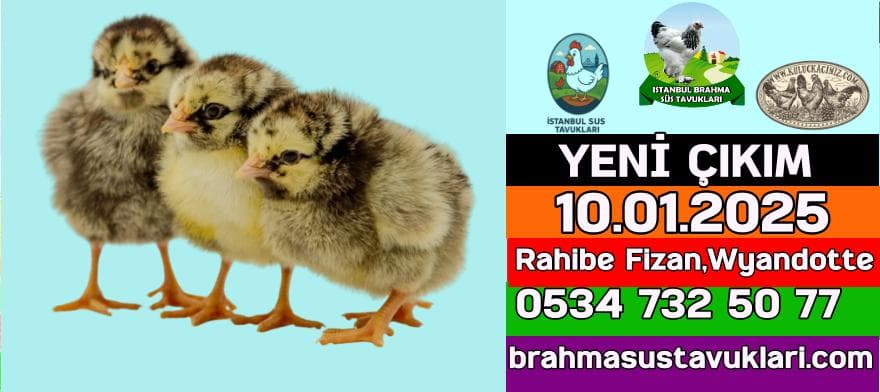 Yeni Çıkım 10.01.2026 - Rahibe Fizan,Wyandotte
