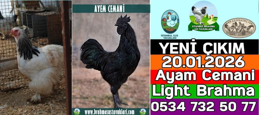 Yeni Çıkım 20.01.2026 - Ayam Cemani,Light Brahma
