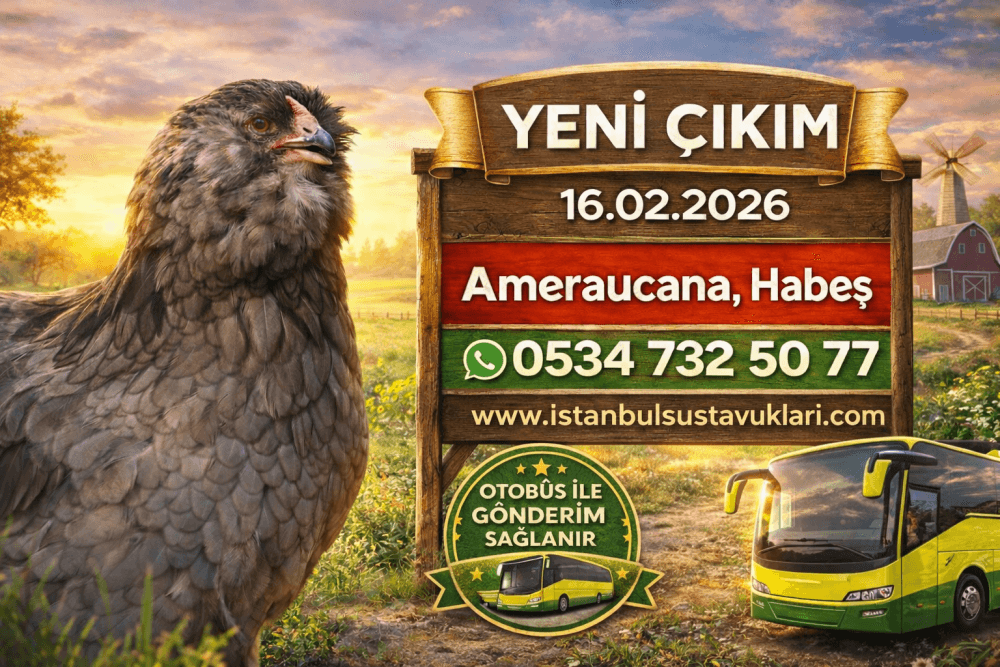 Yeni Civciv Çıkımımız 16.02.2025 – Sağlıklı ve Safkan Irklar