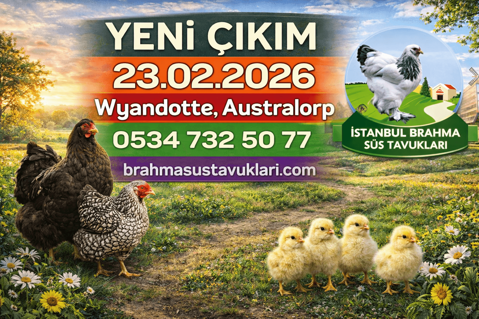 Yeni Çıkım 23.02.2026 - Wyandotte,Australop