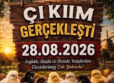 Yeni Civciv Çıkımı 28.08.2026 - Wyandotte,Cemani,Sussex