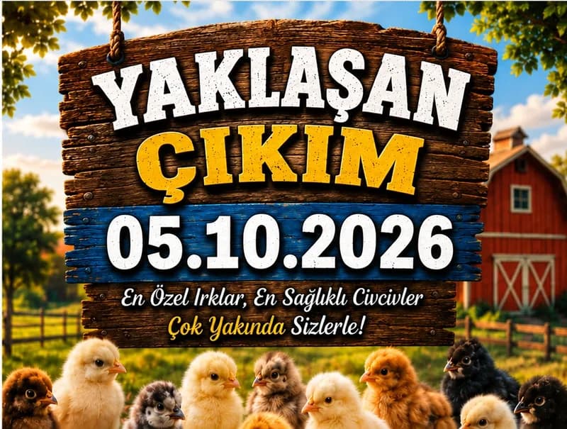 Yeni Civciv Çıkımımız Bekleniyor!