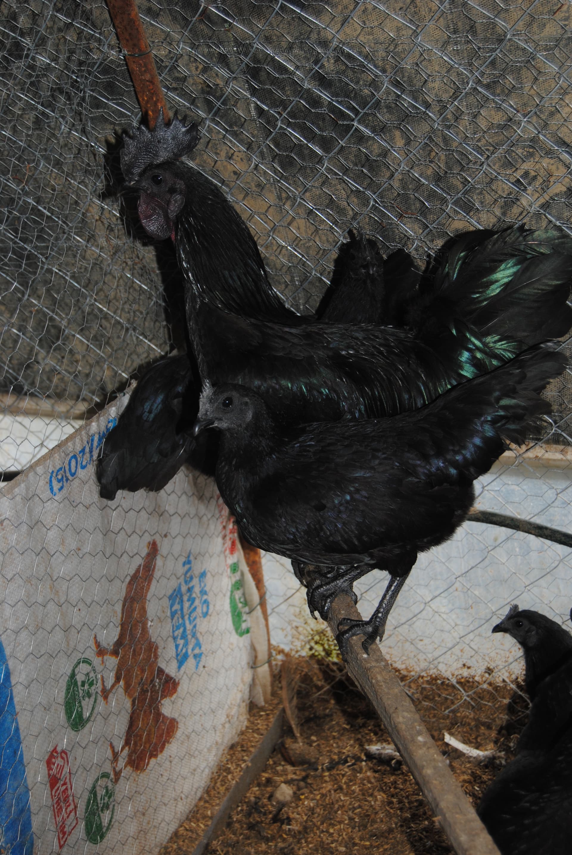 Ayam Cemani Kuluçkalık Yumurta
