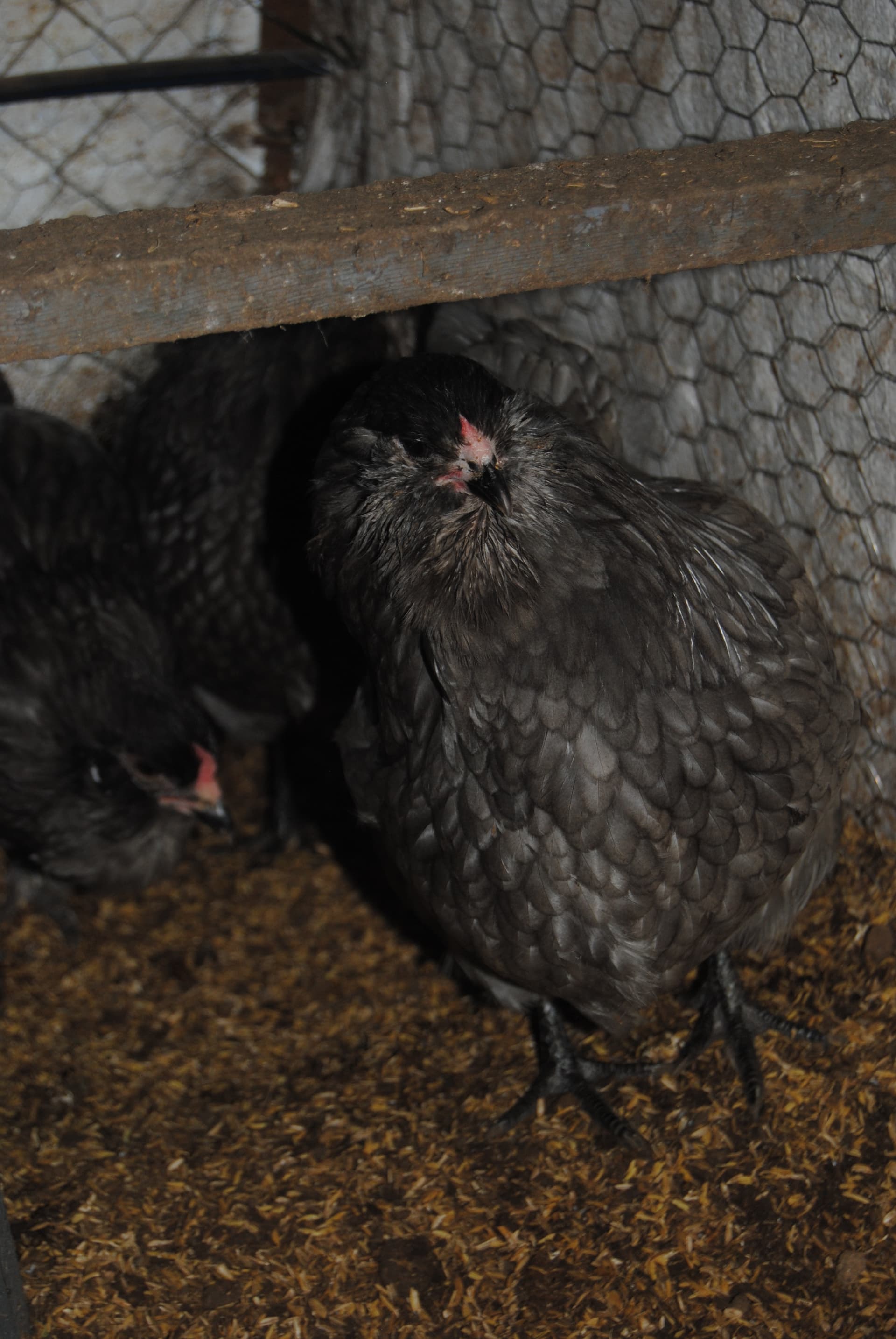 Blue Ameraucana Kuluçkalık Yumurta
