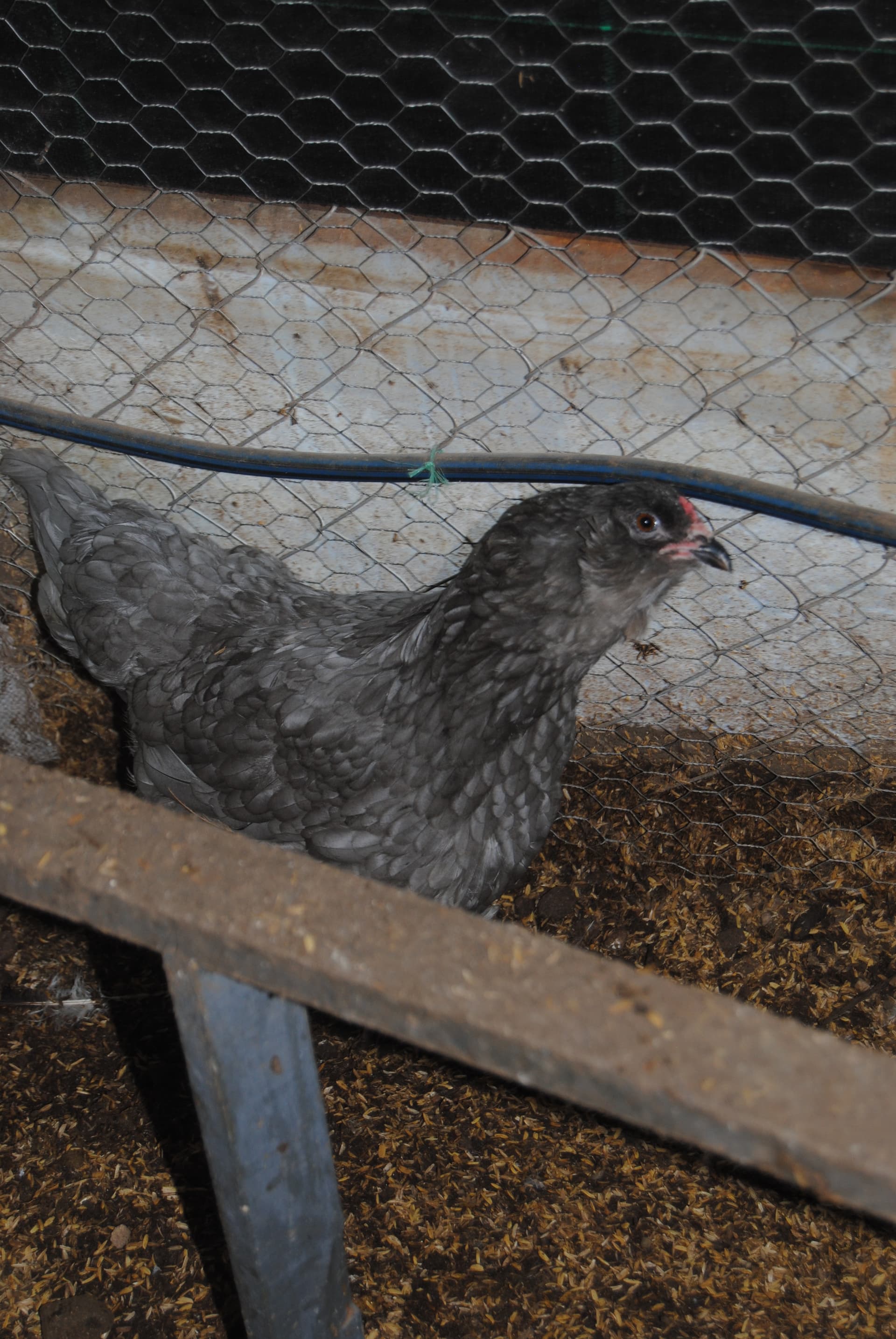 Blue Ameraucana Kuluçkalık Yumurta
