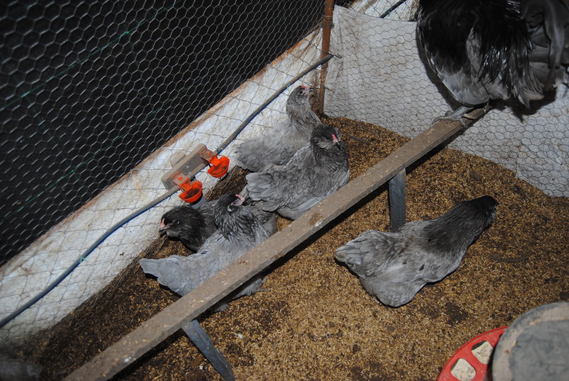 Blue Ameraucana Kuluçkalık Yumurta