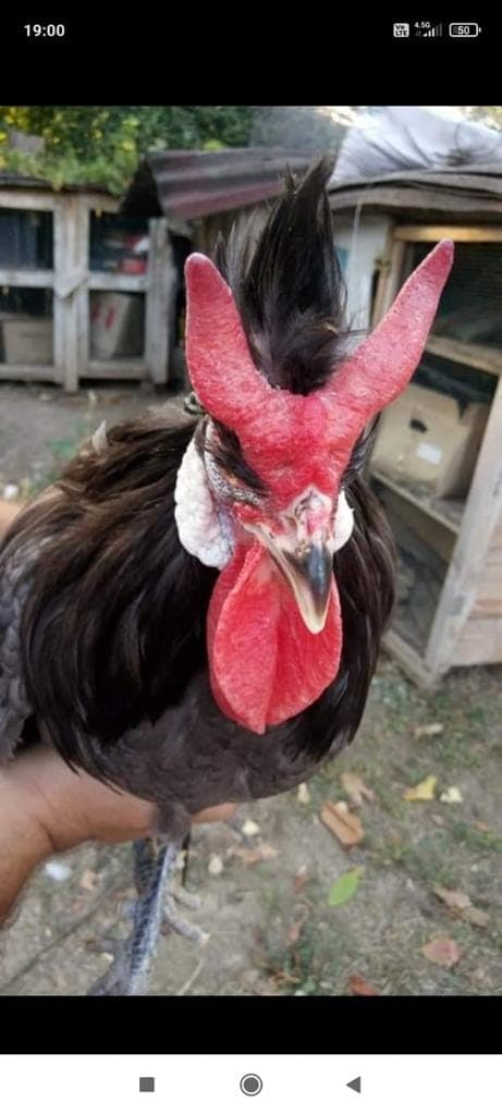 Blue Black Appenzeller Kuluçkalık Yumurta