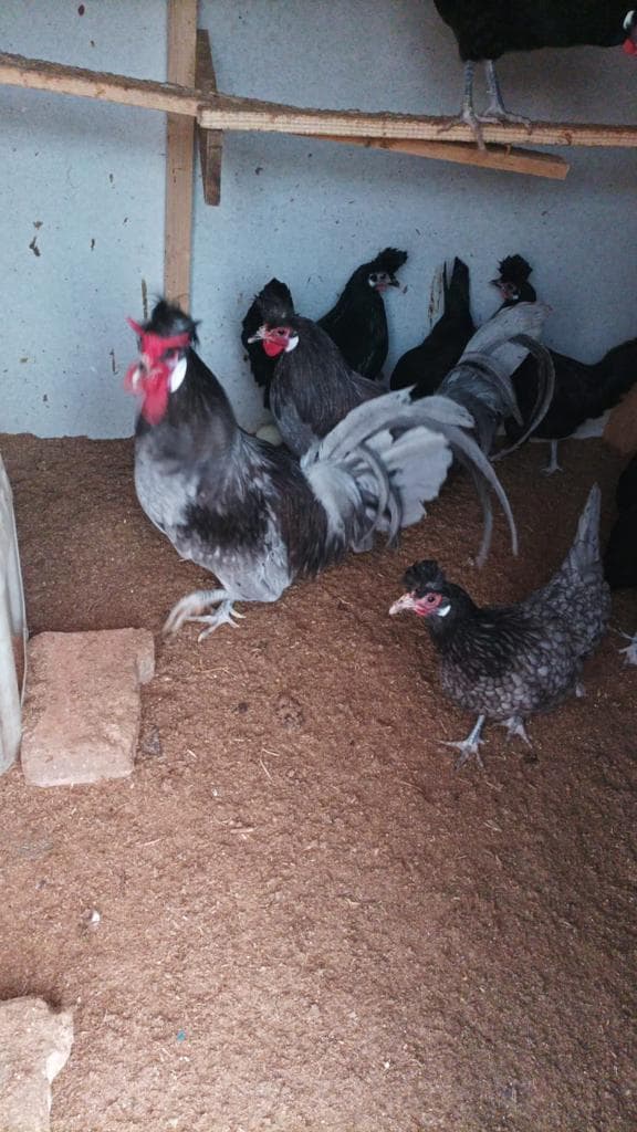 Blue Black Appenzeller Kuluçkalık Yumurta