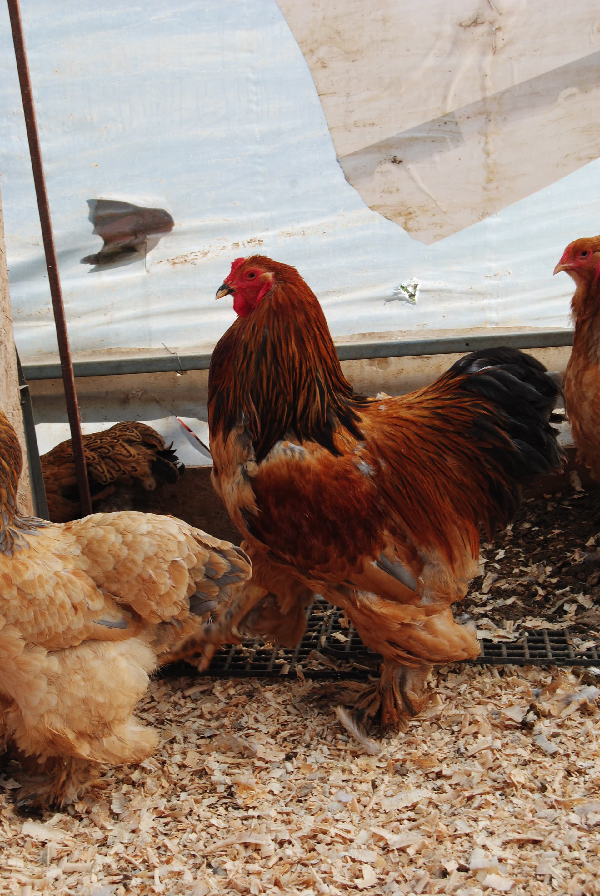 Buff Brahma Kuluçkalık Yumurta