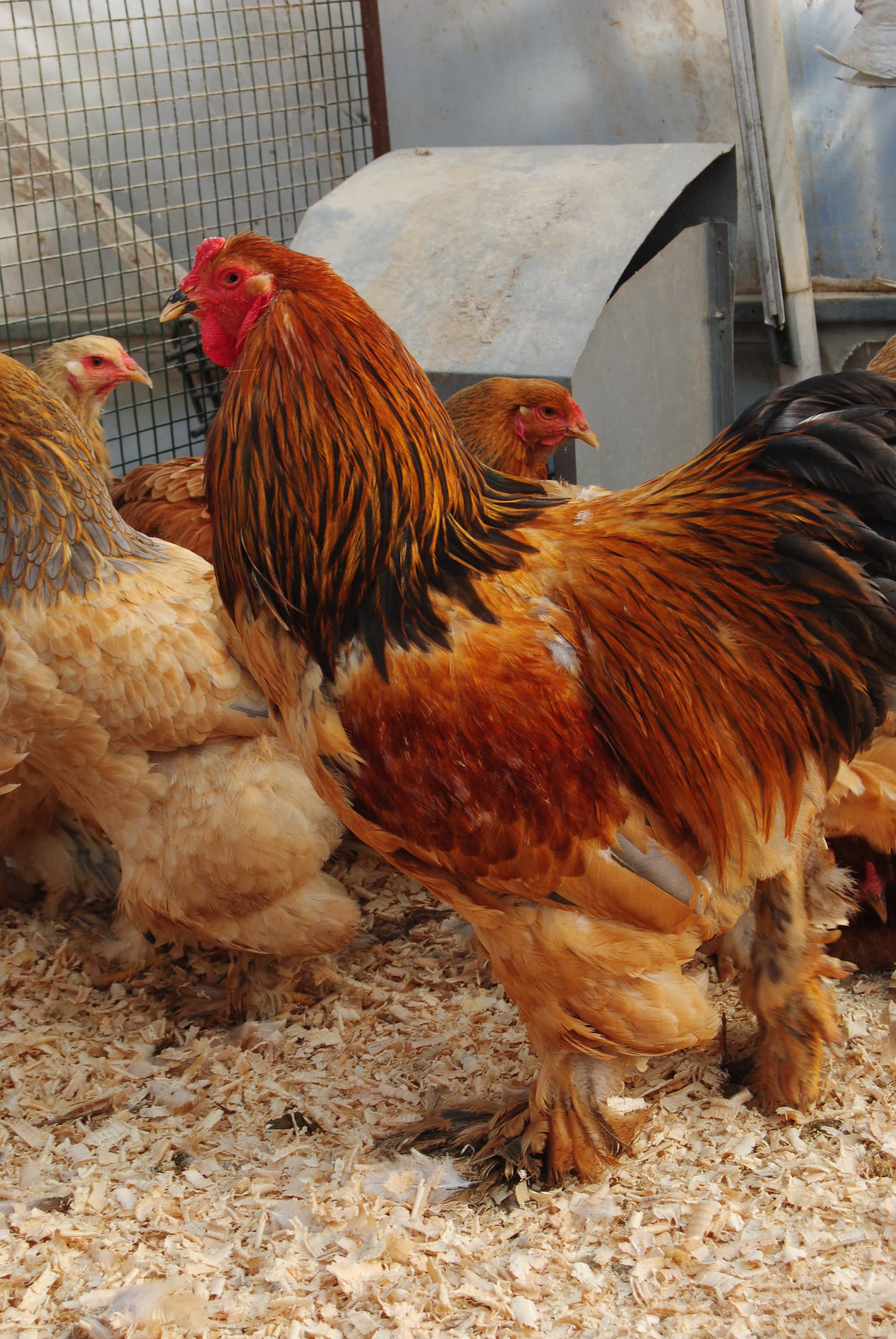 Buff Brahma Kuluçkalık Yumurta