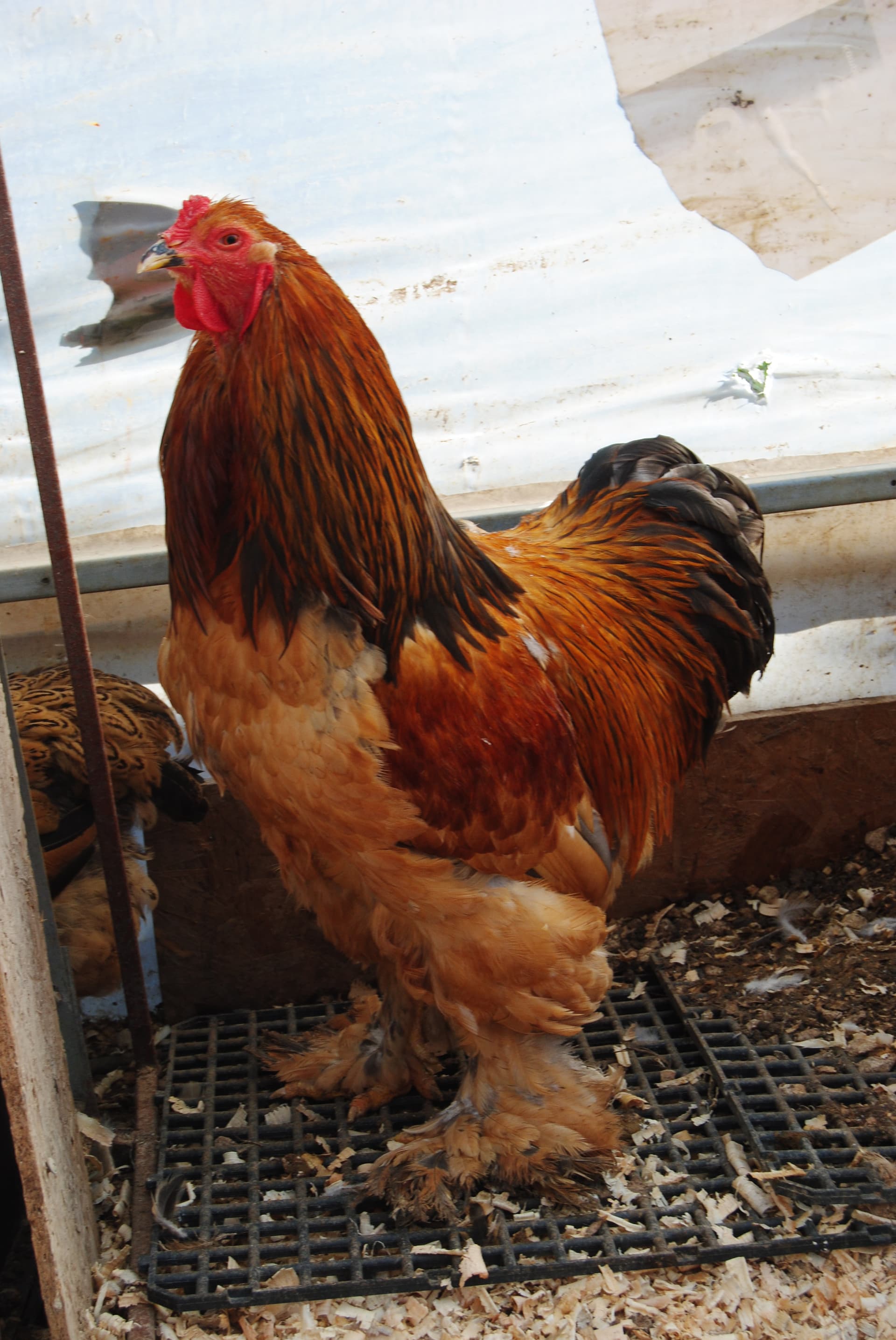 Buff Brahma Kuluçkalık Yumurta