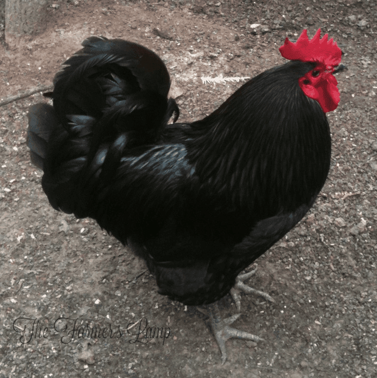 Black Australorp Kuluçkalık Yumurta