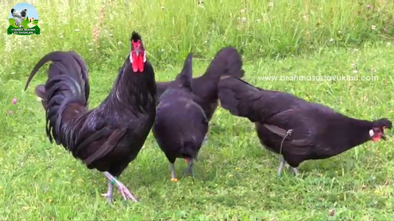 Blue Black Appenzeller Kuluçkalık Yumurta