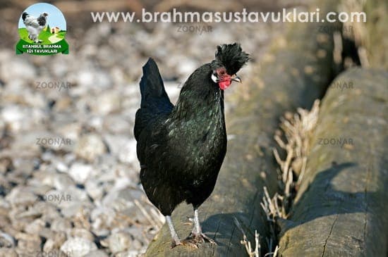 Blue Black Appenzeller Kuluçkalık Yumurta
