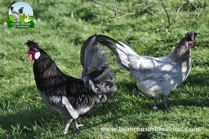 Blue Black Appenzeller Kuluçkalık Yumurta
